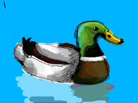 Duck