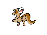 Ferret