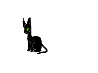 Black Cat