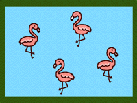 Flamingos