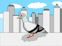 Pigeon