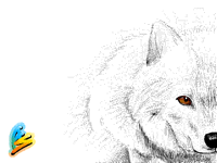 Arctic Wolf  ܍Animated܍