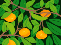 oranges