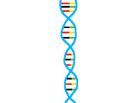 DNA