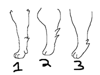 Tell moi which leg is the best