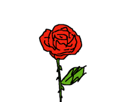 The rose