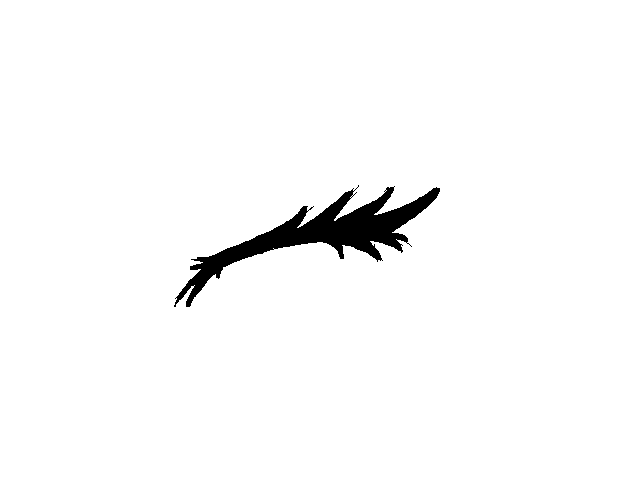 eye