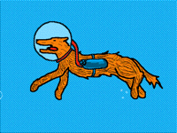 A swimming dog