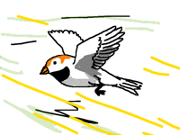 Bird