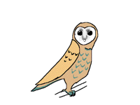 Barn Owl