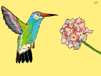 Hummingbird