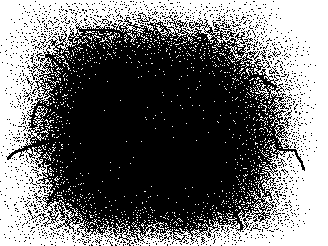 I crushed a spider on my iPad