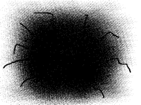 I crushed a spider on my iPad