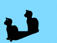 Black cat