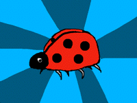 Lady bug