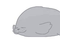 Chonky seal
