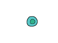 =Mitosis=