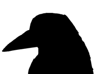 Black and white (bird)