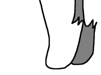 Animal leg walk cycle