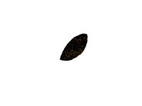 Seed