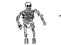Anatomy