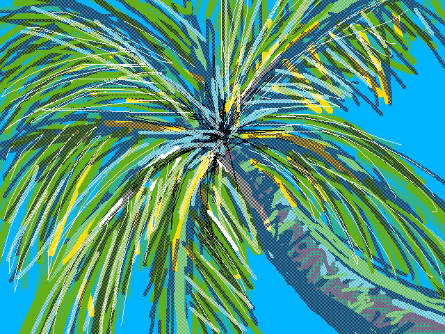 Coconut Palm
