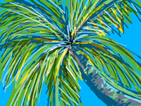 Coconut Palm