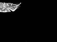 Feathers