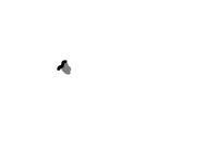 The Fly