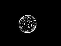 Amoeba