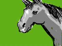 Horse Study
