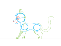 Cat/Feline practice