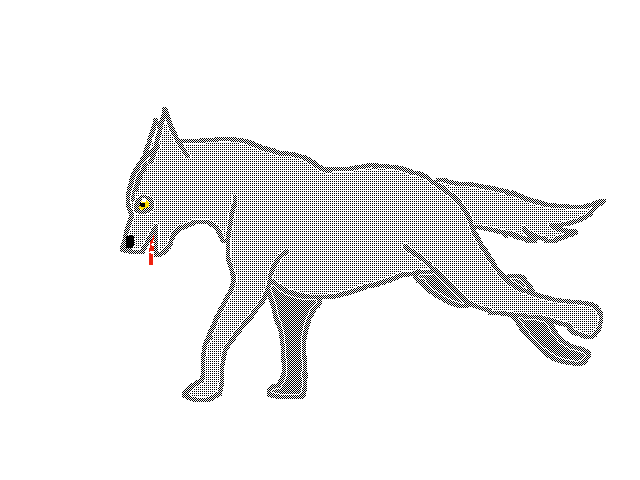 Wolf run cycle
