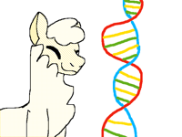 I just spent my time researching alpaca genealogy