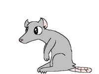Rat