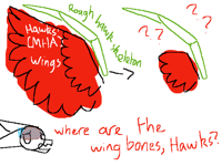 That’s not how wings work, Hawks