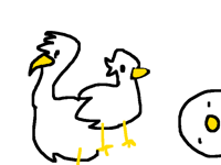 Bird bird birds