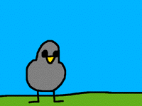 Pigeon Palooza