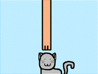 THE CAT